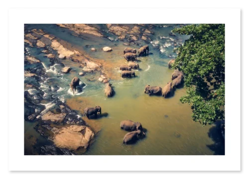 The Bathers